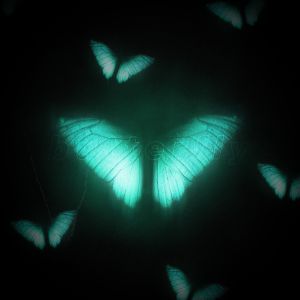 Sufano - butterfly
